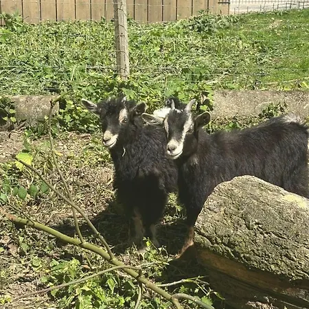 Sachsenbucherhof Rum i privatbostad