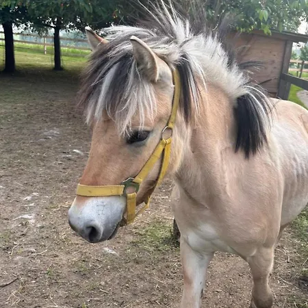 Sachsenbucherhof Rum i privatbostad *