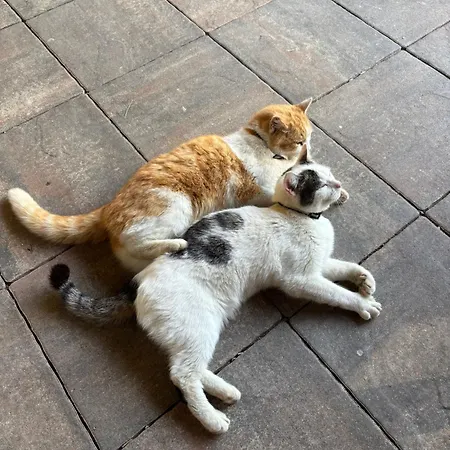 Sachsenbucherhof Rum i privatbostad *