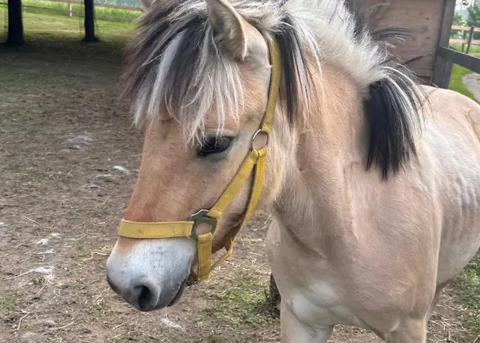 Sachsenbucherhof Rum i privatbostad *
