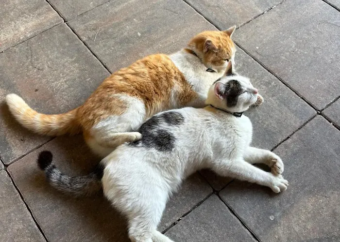 Sachsenbucherhof Rum i privatbostad *