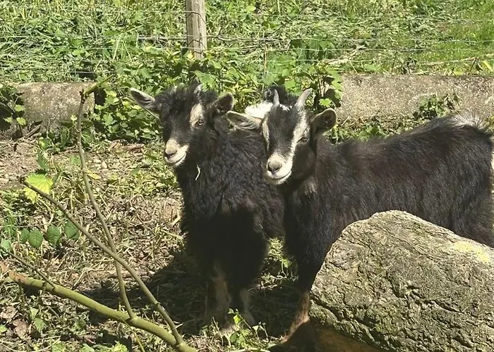 Sachsenbucherhof Accommodatie bij particulieren